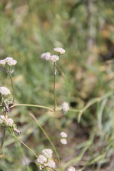 Gypsophila glomerata