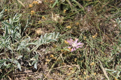 Psephellus marschallianus