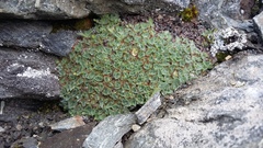 Myosotis pulvinaris