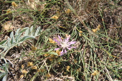 Psephellus marschallianus