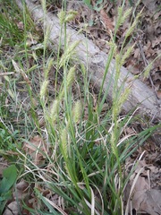 Carex cherokeensis