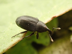 Baris artemisiae