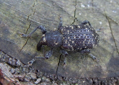 Hylobius excavatus