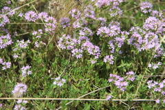 Thymus daghestanicus