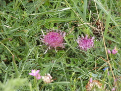 Centaurea borjae