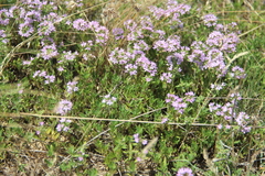 Thymus daghestanicus
