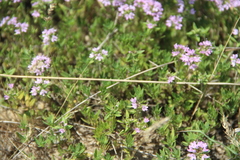 Thymus daghestanicus