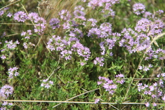 Thymus daghestanicus