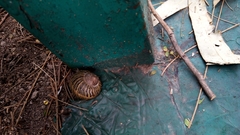 Cornu aspersum