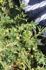 Medicago cancellata