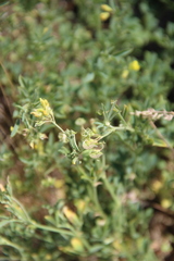 Medicago cancellata