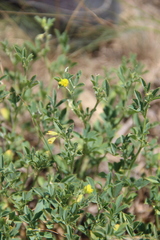 Medicago cancellata