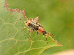 Cerapheles terminatus