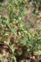 Medicago cancellata