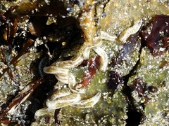 Coelopa