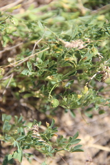 Medicago cancellata