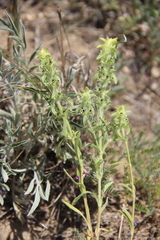 Sideritis montana montana
