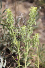 Sideritis montana montana