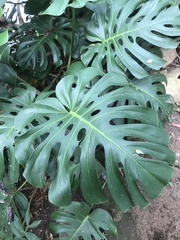 Monstera deliciosa