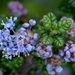 Ceanothus impressus - Photo (c) James Gaither, μερικά δικαιώματα διατηρούνται (CC BY-NC-ND)