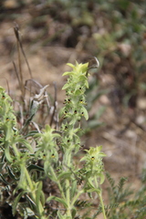 Sideritis montana montana