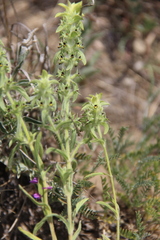 Sideritis montana montana