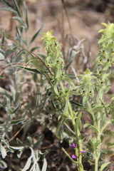 Sideritis montana montana