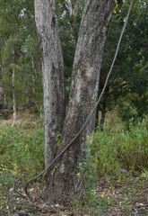 Eucalyptus leptophleba