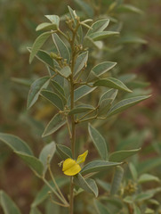 Cajanus acutifolius