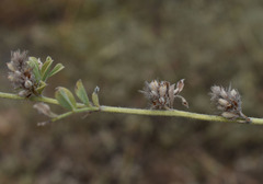 Indigofera linnaei
