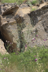 Crambe koktebelica