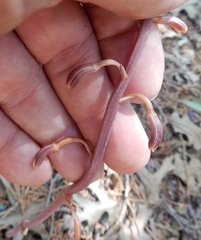 Bletia nitida