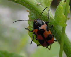 Cryptocephalus quinquepunctatus