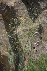 Crambe koktebelica