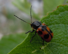 Cryptocephalus quinquepunctatus