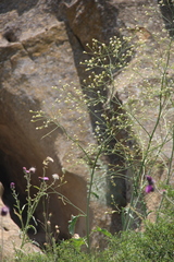 Crambe koktebelica