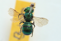 Ceratina smaragdula