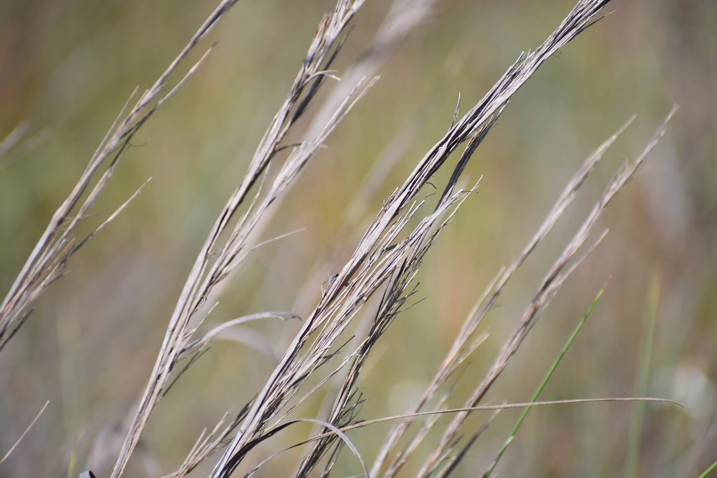 Seaside Bluestem