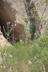Crambe koktebelica