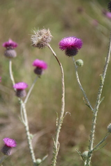 Carduus hamulosus