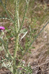 Carduus hamulosus