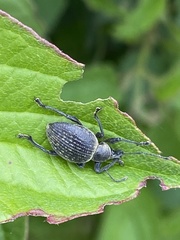 Otiorhynchus armadillo