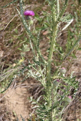 Carduus hamulosus