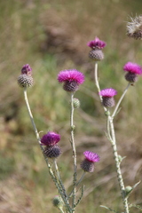 Carduus hamulosus