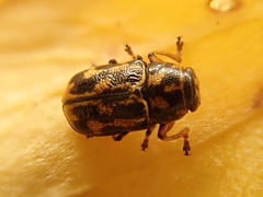 Pachybrachis hieroglyphicus