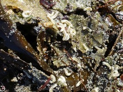 Coelopa