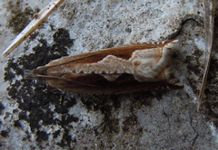Ancylis geminana