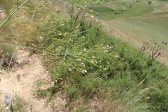 Crambe koktebelica