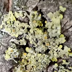 Xanthoria parietina