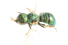 Ceratina smaragdula